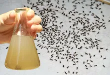 راه حل فوق العاده ساده برای از بین بردن مورچه ها از خانه / فقط با ۲ قطره مورچه ها از بین می روند
