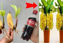 روشی ساده برای کاشت درخت موز با ۱ بطری نوشابه / در خانه درخت موز داشته باش