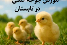 آموزش جوجه کشی در تابستان