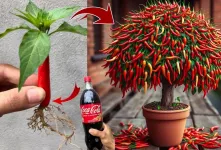 آموزش کاشت فلفل قرمز / با ۱ عدد فلفل و نوشابه صدها درخت فلفل بکار