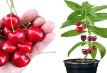 آموزش قدم به قدم کاشت گیلاس با هسته گیلاس