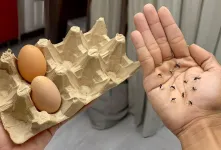 روشی ساده و طبیعی برای از بین بردن پشه کوره و حشرات موذی
