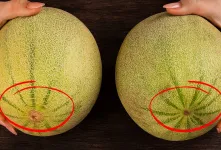 روشی ساده و طبیعی برای انتخاب طالبی شیرین و آبدار