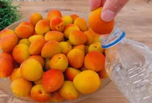 زردآلو را در بطری بگذارید / تا سالها میوه طبیعی و تازه خواهید داشت