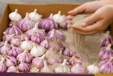 بهترین روش نگهداری از سیر برای پوک و خراب نشدن