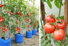 دیگه گوجه گرون نخرید / نحوه کاشت گوجه فرنگی درشت در تراس