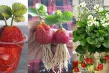 راهنمای کامل پرورش توت فرنگی در خانه