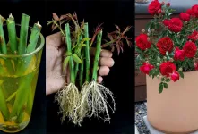 چگونه درخت گل رز را از شاخه در آب پرورش دهیم (تکنیک های جدید)