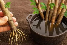 بهترین تکنیک برای ریشه دار کردن هر شاخه