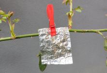 «ترفند فویل آلومینیومی برای باغ و باغچه / راز کوچکی که به کارتان می آید