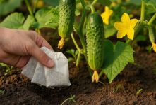 ترفند طلایی برای نجات گیاه و میوه ها ؛ هر سال استفاده کن!