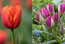 بررسی تفاوت و ویژگی گل لاله ایرانی با لاله هلندی