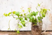آموزش کاشت سبزه نوروز با سیب زمینی (جالب و خلاقانه)