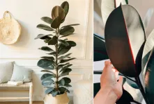 معرفی گیاه فیکوس جنگلی، گیاهی محبوب برای خانه و محیط کار