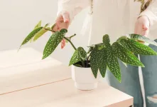 ۴ نوع محبوب گل بگونیا، زیبایی و تنوع در دنیای گیاهان