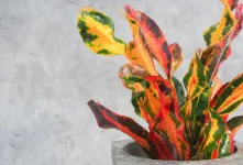 راهنمای جامع نگهداری و تکثیر گیاه کروتون رشته ای