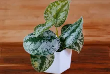 راهنمای جامع نگهداری و پرورش گیاه اسکاندیس میکانژ