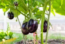 علل ریزش گل های بادمجان و راه حل های مؤثر برای جلوگیری از آن