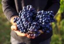 خواص شگفت انگیز انگور سیاه برای سلامتی