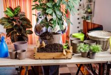 راهنمای تعویض خاک و گلدان گیاهان آپارتمانی