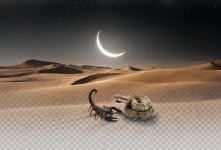 ضرب المثل های عقرب؛ از قمر در عقرب تا نیش طبیعت