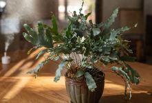 راهنمای کامل نگهداری سرخس پنجه خرس