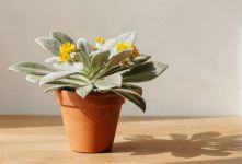 راهنمای کامل نگهداری از سنکیو بال فرشته