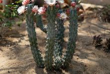 راهنمای کامل نگهداری از کاکتوس سرئوس ولیدوس