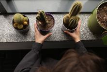 راهنمای کامل نگهداری کاکتوس در آپارتمان؛ از نور و آبیاری تا پیشگیری از پوسیدگی
