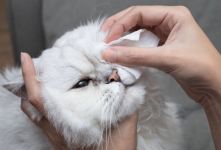 علل، علائم و روش های درمان عفونت چشم گربه