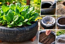 آموزش کاشت اسفناج در لاستیک؛ راهنمای ساخت باغچه خانگی در بالکن