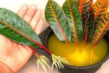 آموزش تکثیر گیاهان از طریق برگ؛ روش ریشه دار کردن برگ کروتون در ماسه