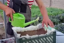 نحوه کاشت تره در خانه / سبزی تره را در خانه کاشت کنید