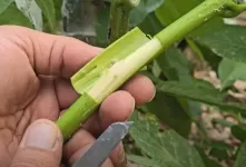 آموزش پیوند وصله ای درخت گردو / چگونه درخت گردو را پیوند وصله ای بزنیم