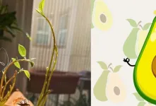 آموزش کاشت اووکادو در منزل!