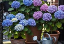 گل ادریسی؛ راهنمای کامل کاشت و نگهداری در باغچه و گلدان