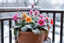 زیباترین گل های زمستانی؛ معرفی ۴۷ گل مقاوم به سرما برای باغچه و گلدان