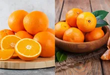 فرق بین پرتقال و نارنگی چیست؟ جستجویی خوشمزه در دنیای مرکبات