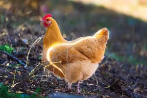 آشنایی با خصوصیات مرغ نژاد ارپینگتون و نحوه نگهداری آن