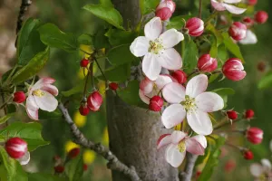 چرا شکوفه و میوه درختان می‌ریزد؟