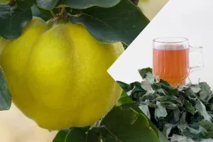 عرق برگ به و فواید شگفت‌ انگیز آن برای بدن