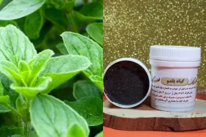 گیاه بولدو (بلدو) / خواص درمانی و روش های مصرف آن