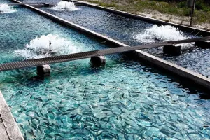 اصول و مزایای پرورش ماهی در تابستان