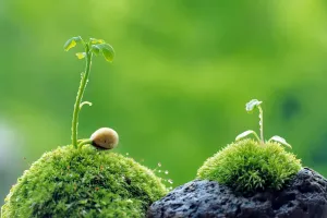 11 مزیت دارویی و درمانی گیاه اشنه