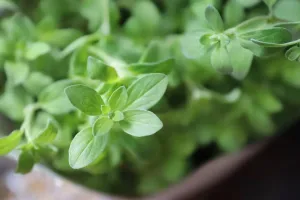 مزایای پونه برای دل درد / درمانی طبیعی و موثر