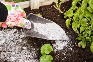 مزایای خاکستر زغال برای خاک گلدان
