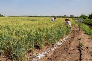 مزایای سولفات آمونیوم در کشاورزی و افزایش بهره وری خاک