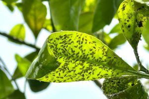 چگونه شته ی درختان را از بین ببریم؟