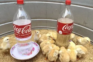 آموزش ساخت دانخوری جوجه با بطری پلاستیکی | آسان و بی هزینه