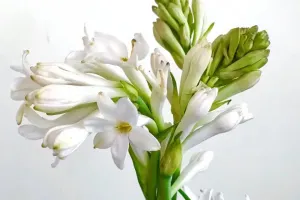 بهترین فصل برای کاشت گل مریم سالم و شاداب